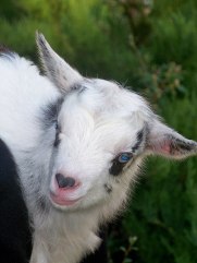 cupid the goat picture of lamb with heart nose